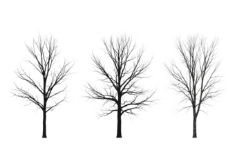 Three bare, mature deciduous trees (oak, maple, birch) with intricate fractal branches, zero shadows, overhead view on infinite white studio background. Concept of structural accuracy