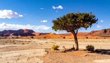 Lone Tree in Namib Desert Landscape with Blue Sky.