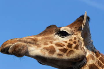 A beautiful giraffe's head in profile against a vibrant blue sky. Low angle shot of the majestic animal, perfect for travel or wildlife themes.
