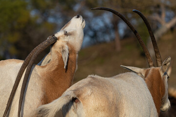 A male Scimitar Oryx exhibits the Flehmen response, raising its head to analyze scents. A fascinating animal behavior related to communication.