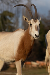 A beautiful Scimitar-horned Oryx looks at the camera. This elegant desert antelope is known for its long, curved horns. Wildlife conservation concept.