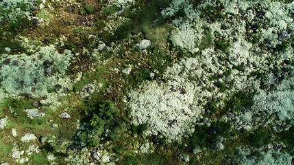 Overhead View of a Moss and Lichen Covered Forest Floor