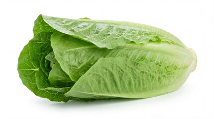 Fresh and vibrant green romaine lettuce, a healthy vegetable for delicious salads