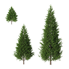 three hyperdetailed evergreen coniferous fir trees of varying scale, flat lay against a seamless, shadowless white background. concept for graphic asset design