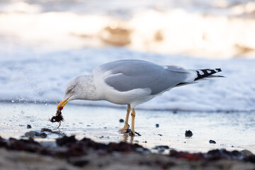 Silberm&ouml;we am Timmendorfer Strand im Winter auf Nahrungssuche am Ufer