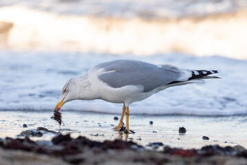 Silberm&ouml;we am Timmendorfer Strand im Winter auf Nahrungssuche am Ufer