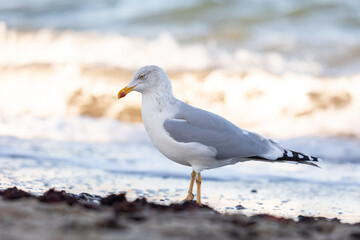 Silberm&ouml;we am Timmendorfer Strand im Winter auf Nahrungssuche am Ufer