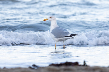 Silberm&ouml;we am Timmendorfer Strand im Winter auf Nahrungssuche am Ufer