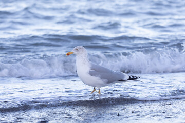 Silberm&ouml;we am Timmendorfer Strand im Winter auf Nahrungssuche am Ufer