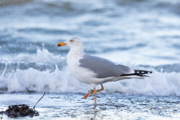 Silberm&ouml;we am Timmendorfer Strand im Winter auf Nahrungssuche am Ufer
