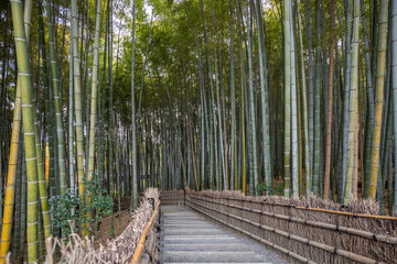 Immerse yourself in the tranquility of Arashiyama Bamboo Grove in Kyoto, Japan, where towering bamboo stalks create a serene and mystical pathway for visitors to explore. A harmonious blend of nature