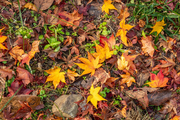 Vibrant autumn maple leaves create a colorful natural carpet on the forest floor, showcasing warm hues of gold, orange, and red amidst small patches of grass and earth.