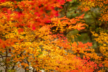 Vibrant autumn foliage bursts with warm hues of red, orange, and golden yellow, creating a stunning seasonal backdrop. Delicate leaves shimmer in sunlight, capturing the essence of fall's natural