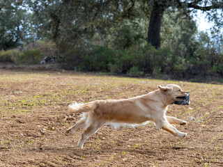 Purebred golden retriever dog in the field running with a hunting piece in his mouth