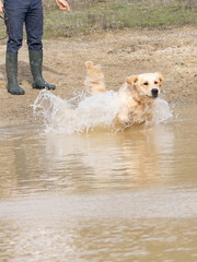 Purebred golden retriever dog in the field running to a lake looking to collect game