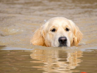 Purebred golden retriever dog swimming in a lake to retrieve a hunting piece