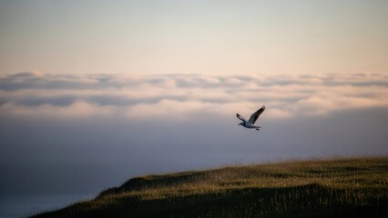 A bird in flight over a grassy cliff overlooking a sea of clouds at sunset