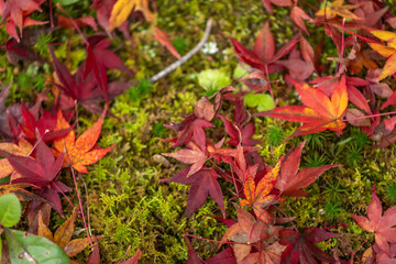 Vibrant autumn maple leaves in rich red, orange, and golden hues, scattered naturally across a lush, textured moss carpet. A detailed close-up capturing the warm, organic essence of fall foliage.