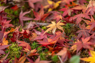 Vibrant autumn maple leaves in rich reds, oranges, and golden hues blanket a soft, lush mossy forest floor, creating a stunning tapestry of fall colors and organic textures. A close-up view capturing