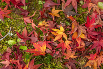 Vibrant autumn Japanese maple leaves in rich red, orange, and yellow hues create a stunning natural carpet over lush, verdant moss. A perfect seasonal texture.