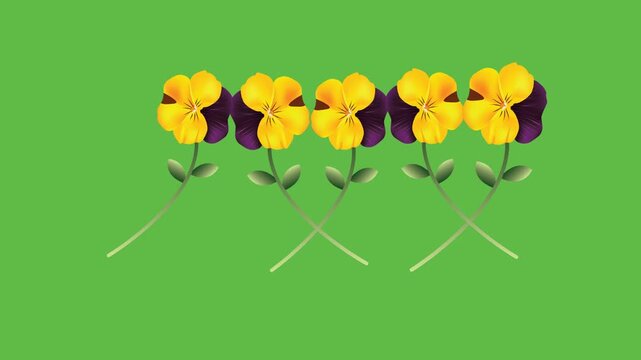 draw set of three white yellow pot decorate with several purple yellow flower on green screen background
