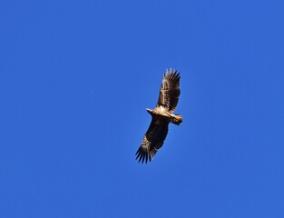 Seeadler (Haliaeetus albicilla) Flugbild