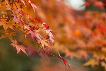 Vibrant Japanese maple leaves display a stunning array of red, orange, and yellow hues during the peak of autumn, captured in a close-up with a soft, blurred background, evoking a sense of tranquil