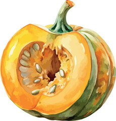 Cuted Pumpkin Watercolor Vector Detailed Botanical Illustration