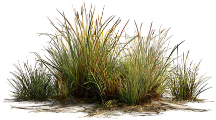 Tall Grasses with Autumn Hues on White Background reeds