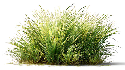Tall Ornamental Grass Clump on White Background green
