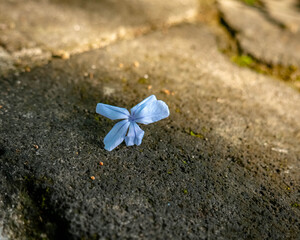 Fallen Blue Plumbago Flower on Concrete Ground
