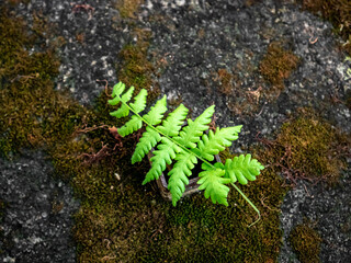 Fresh green fern leaves fell onto the old moss-covered concrete floor.
