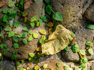 Green Vines and Dried Leaf on a Textured Stone Wall
