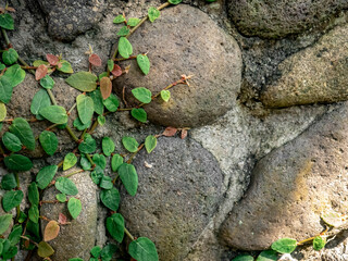 Green Vines Climbing on Rustic Stone Wall good for garden decoration
