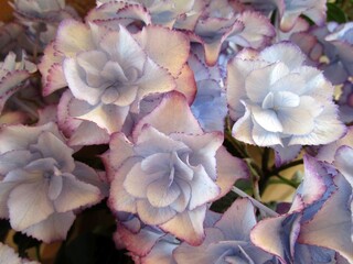 薄紫系のアジサイの花のアップ