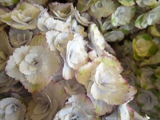 白系のアジサイの花のアップ