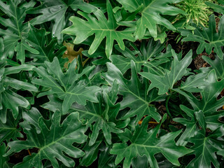 Lush Green Thaumatophyllum Bipinnatifidum Leaf Pattern
