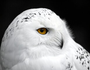 portrait of a snowy owl