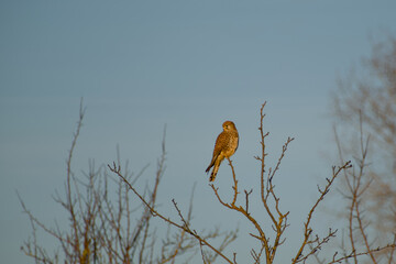 Common kestrel perched on a bare tree branch, scanning the surroundings while searching for prey
