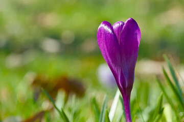 Purple crocus flower blooming in spring meadow