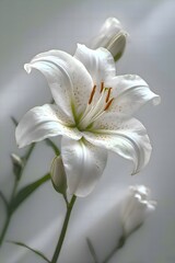 Fototapeta premium lily of the valley