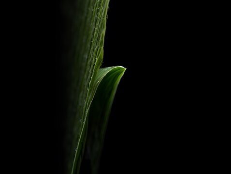 A close-up of a green leaf against a black background - Powered by Adobe