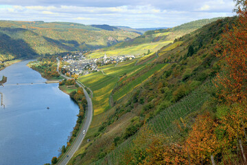 Naklejka premium Weinberge an der Mosel und der Ort Enkirch im Landkreis Bernkastel-Wittlich in Rheinland-Pfalz im Herbst. Aussicht vom Wanderweg Moselsteig Seitensprung Leiermannspfad. 