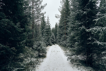 Photography from the Toten&aring;sstien Hiking Track between Kvikstads&aelig;tra and &Oslash;vre Kolbus&aelig;tra, Toten&aring;sen Hills, Norway, January 2026.