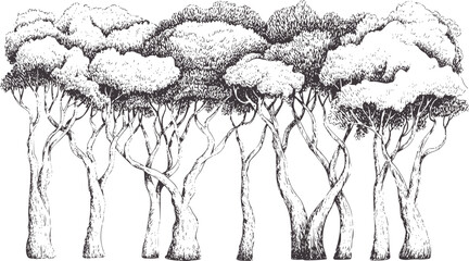 Highly detailed hand drawn featuring intertwined trees with gnarled trunks and dense foliage © Md