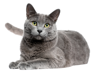 A Russian Blue cat lying down and staring at the camera, isolated on a transparent ba  