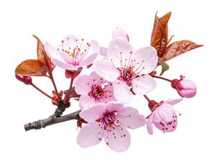 Beautiful Cherry Blossom Twig Isolated on Transparent Background Elegant Sakura Bra  