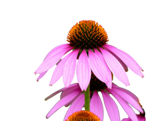 Beautiful pink echinacea flowers with green leaves