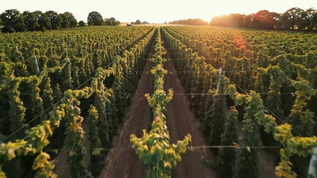 Drone perspective of a vibrant hop field with rows of plants during golden hour sunlight