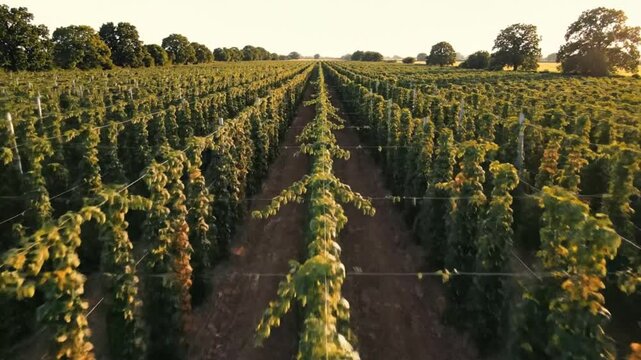 Drone perspective of a neatly cultivated hop field, rows of green plants and golden sunlight, agricultural farmland